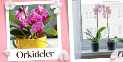 orkideler